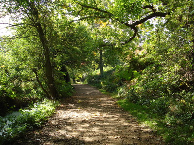 Path to Salhouse Broad, Norwich, Norfolk